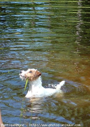 Photo de Parson russell terrier