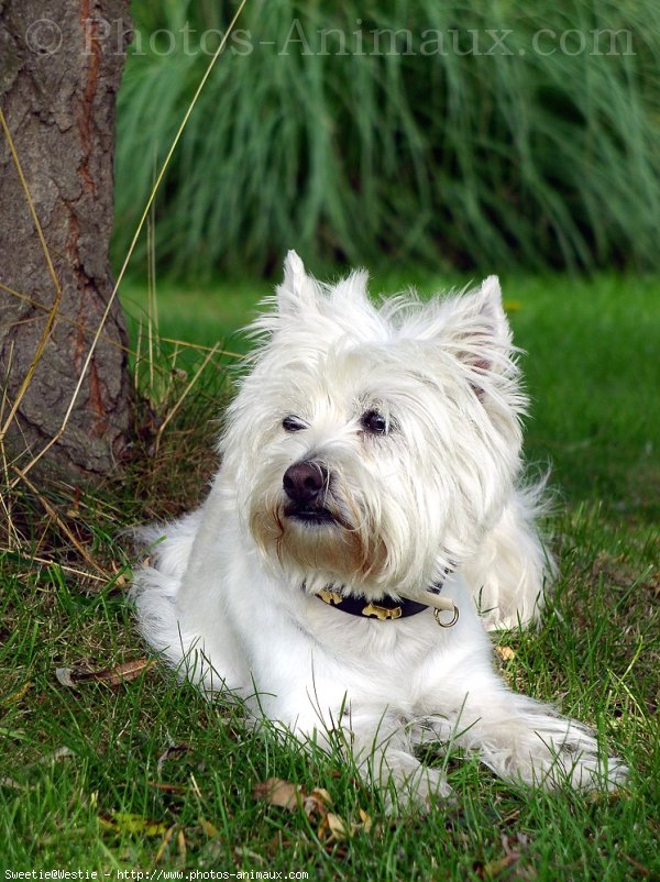 Photo de West highland white terrier