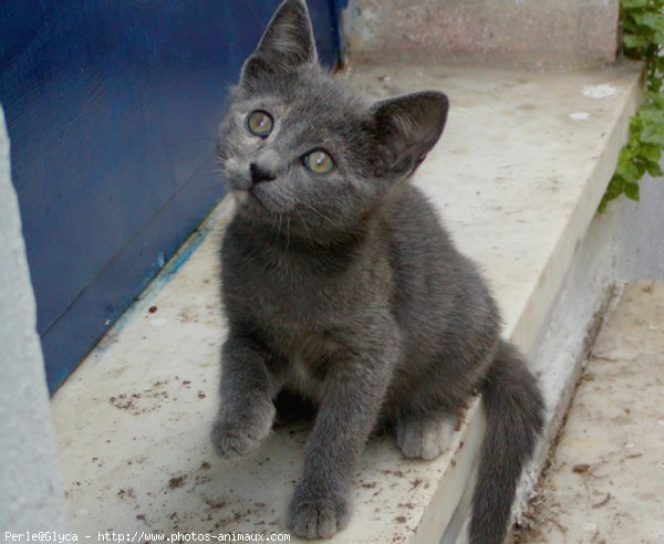 Photo de Chat domestique