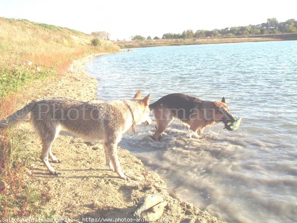 Photo de Races diffrentes