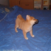 Photo de Shiba