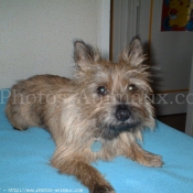 Photo de Cairn terrier