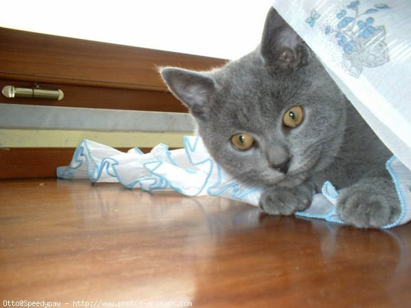 Photo de Chartreux