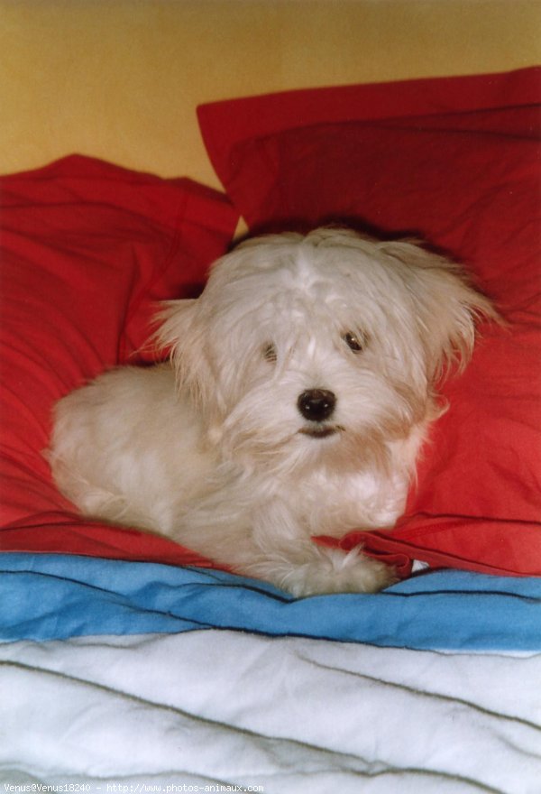 Photo de Lhassa apso