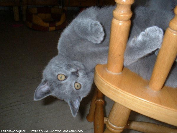 Photo de Chartreux