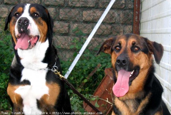 Photo de Grand bouvier suisse