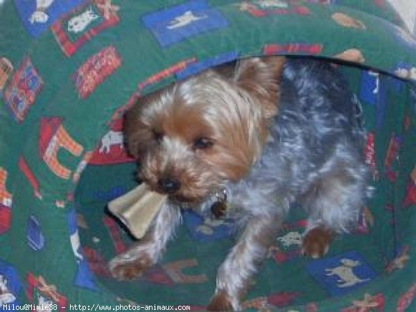 Photo de Yorkshire terrier