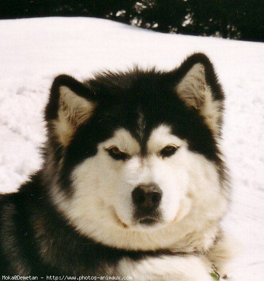 Photo de Malamute de l'alaska