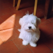 Photo de Lhassa apso