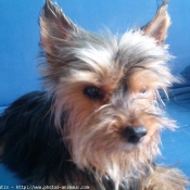 Photo de Yorkshire terrier