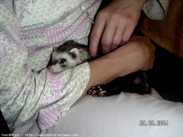 Photo de Furet