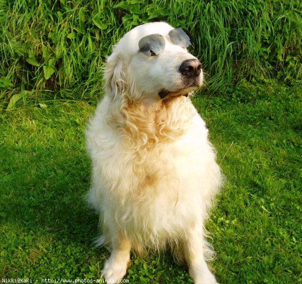 Photo de Golden retriever