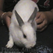 Photo de Lapin