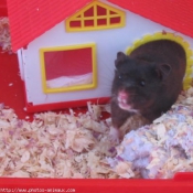 Photo de Hamster