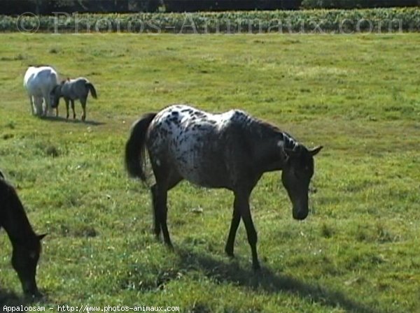 Photo d'Appaloosa