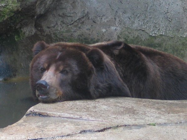 Photo d'Ours