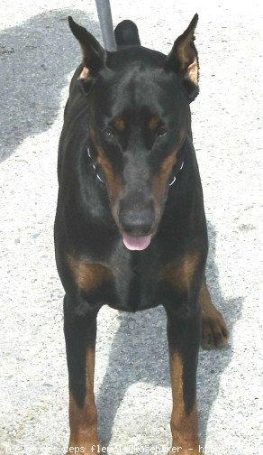 Photo de Dobermann