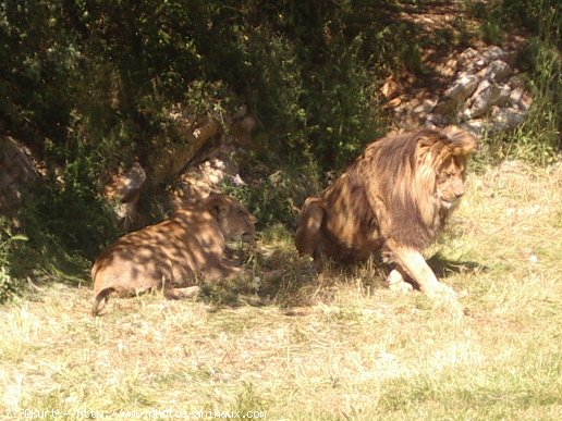 Photo de Lion