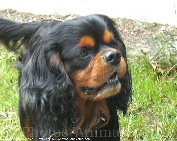 Photo de Cavalier king charles spaniel