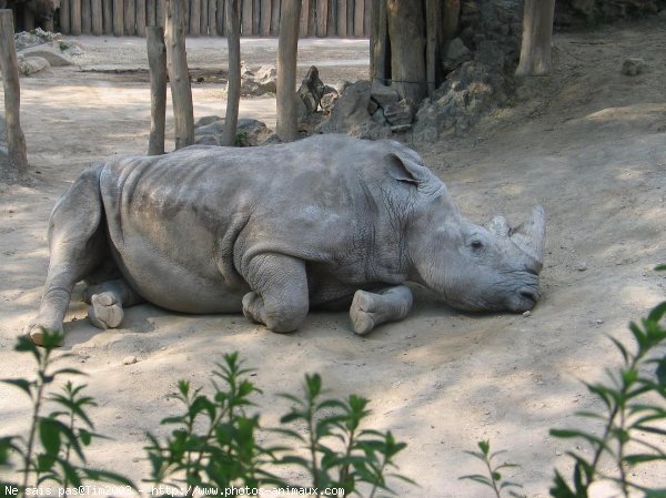 Photo de Rhinocros