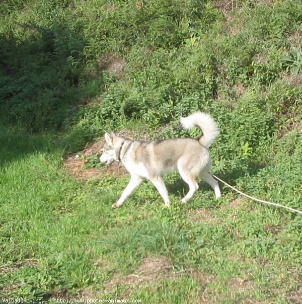 Photo de Husky siberien