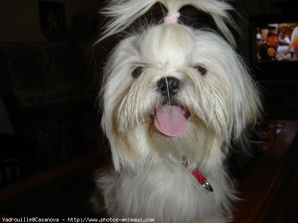 Photo de Shih tzu