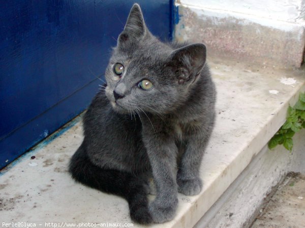 Photo de Chat domestique