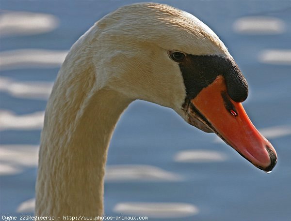 Photo de Cygne