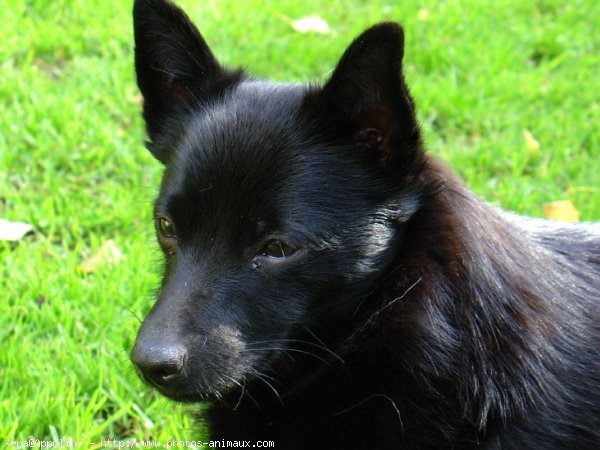 Photo de Schipperke