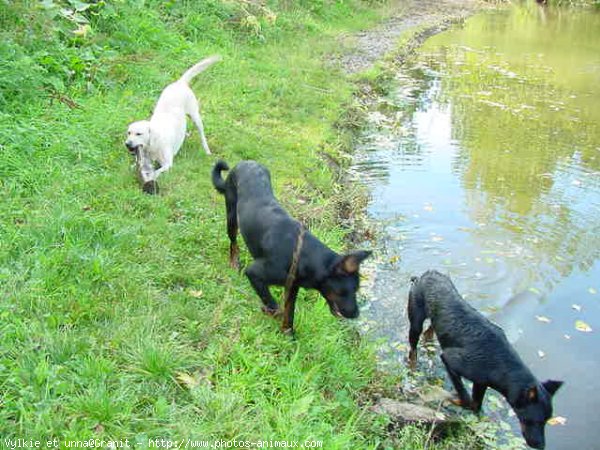 Photo de Berger de beauce