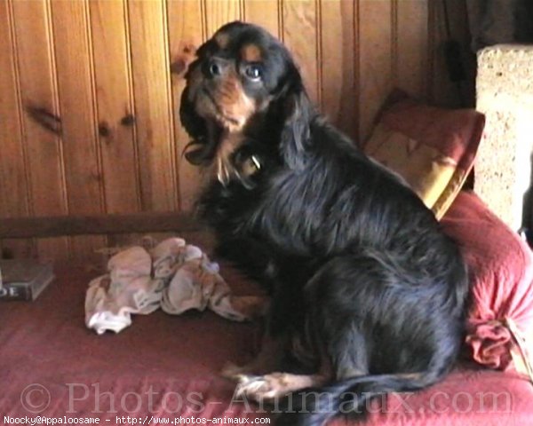 Photo de Cavalier king charles spaniel