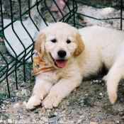 Photo de Golden retriever