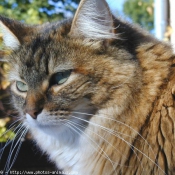 Photo de Chat domestique