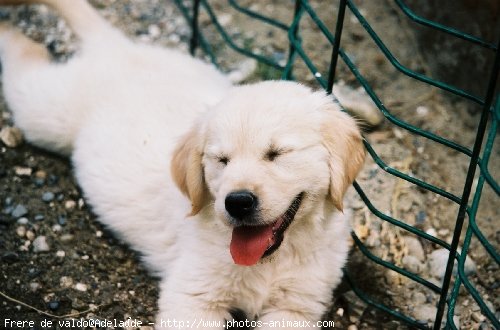 Photo de Golden retriever