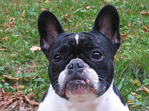 Photo de Bouledogue franais