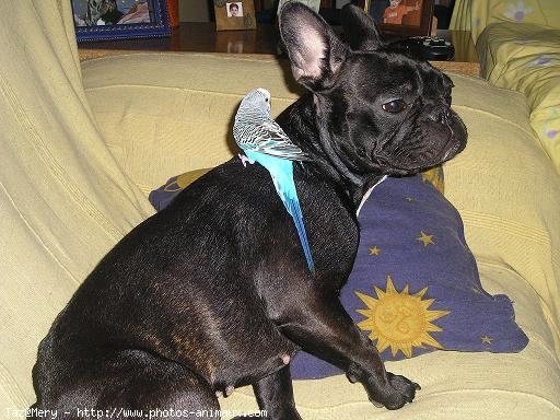 Photo de Bouledogue franais