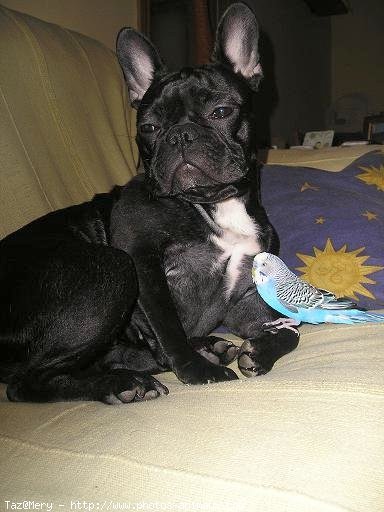 Photo de Bouledogue franais