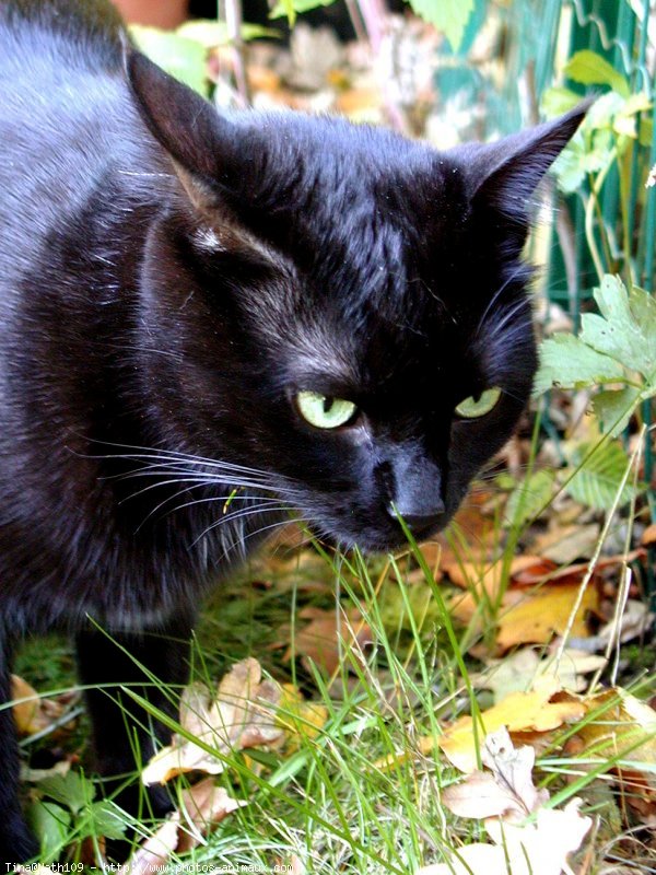 Photo de Chat domestique