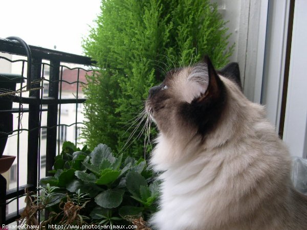 Photo de Ragdoll