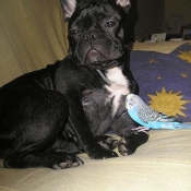 Photo de Bouledogue franais