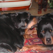 Photo de Rottweiler