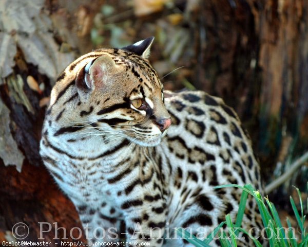 Photo d'Ocelot