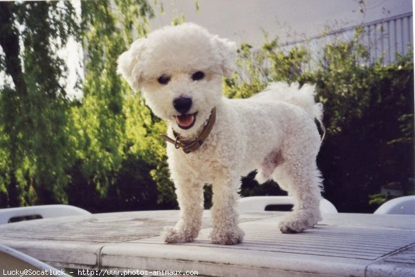 Photo de Bichon  poil fris