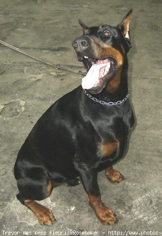 Photo de Dobermann