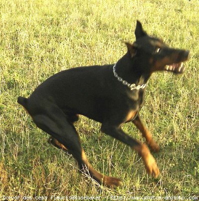 Photo de Dobermann