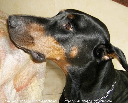 Photo de Dobermann