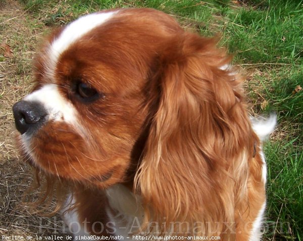 Photo de Cavalier king charles spaniel