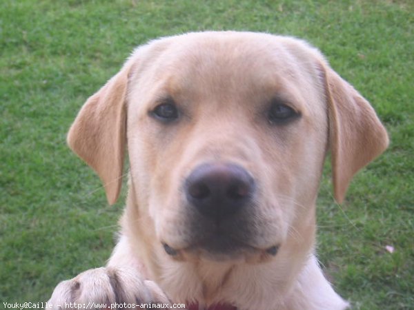 Photo de Labrador retriever