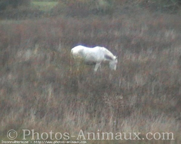 Photo de Camargue