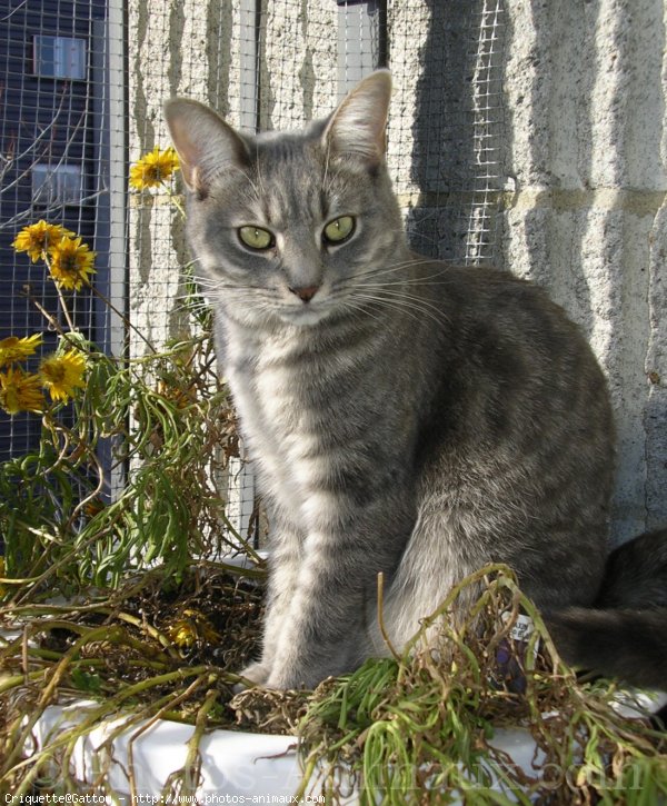 Photo de Chat domestique